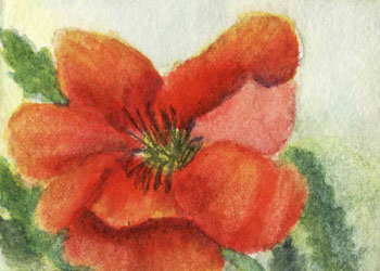 "Poppy" by  Mary Cuff,  Stoughton WI - Watercolor